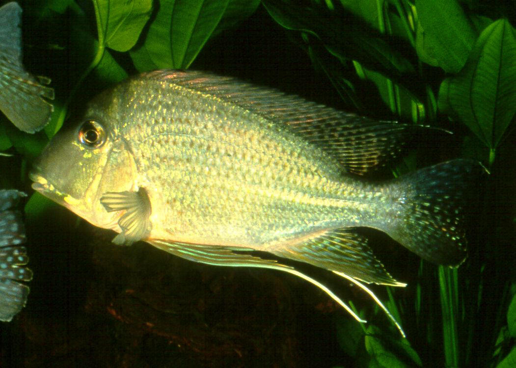 Geophagus surinamensis